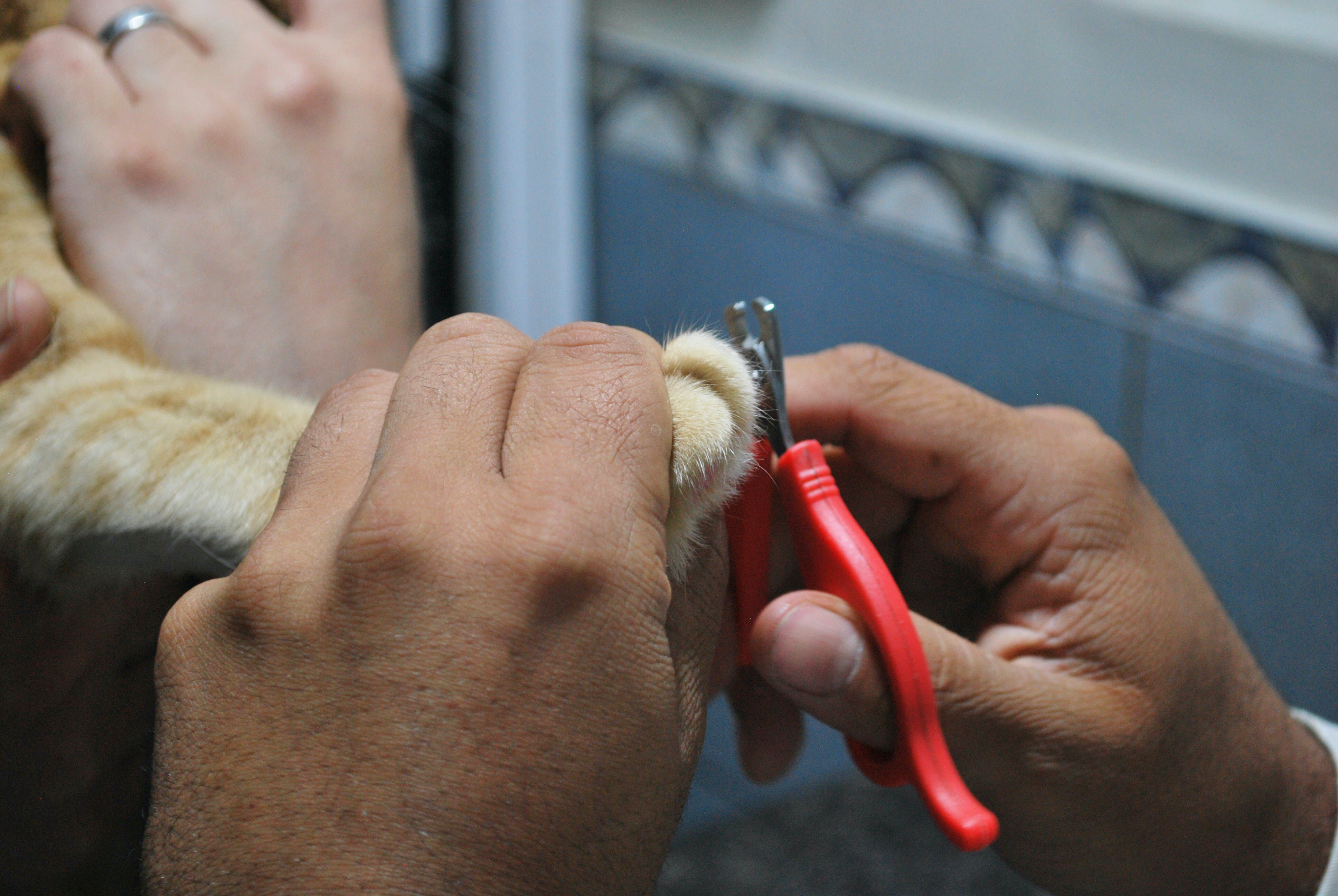 Cat Nail Trimming: Safe Practices & Its Importance