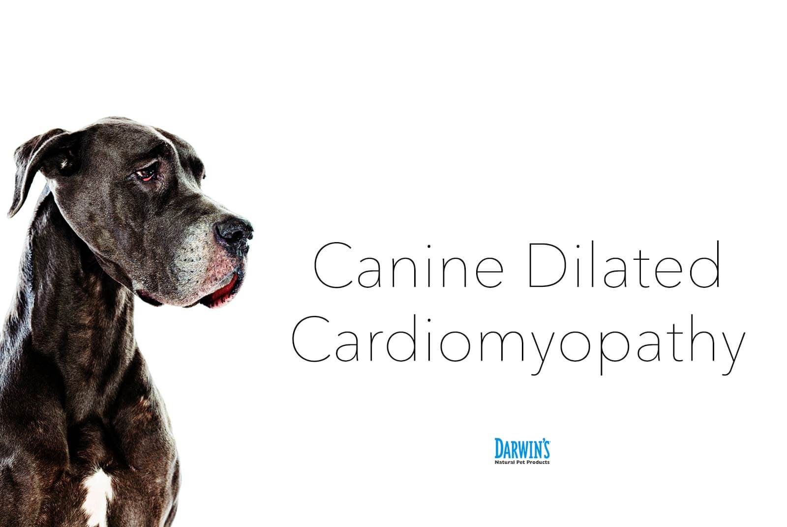 dilated cardiomyopathy in dogs diet