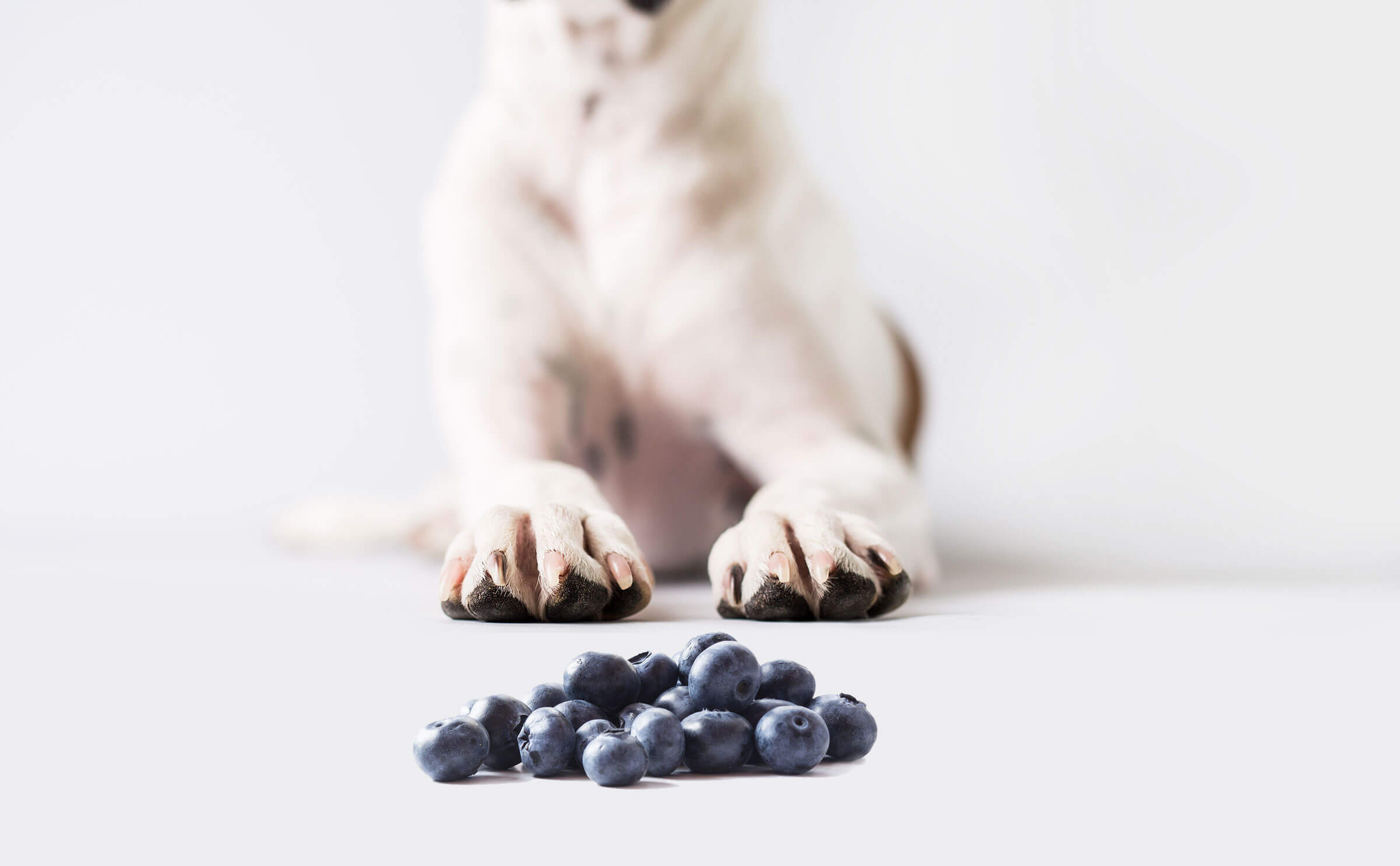 Dogs and Blueberries: The Good, Bad and the Berry