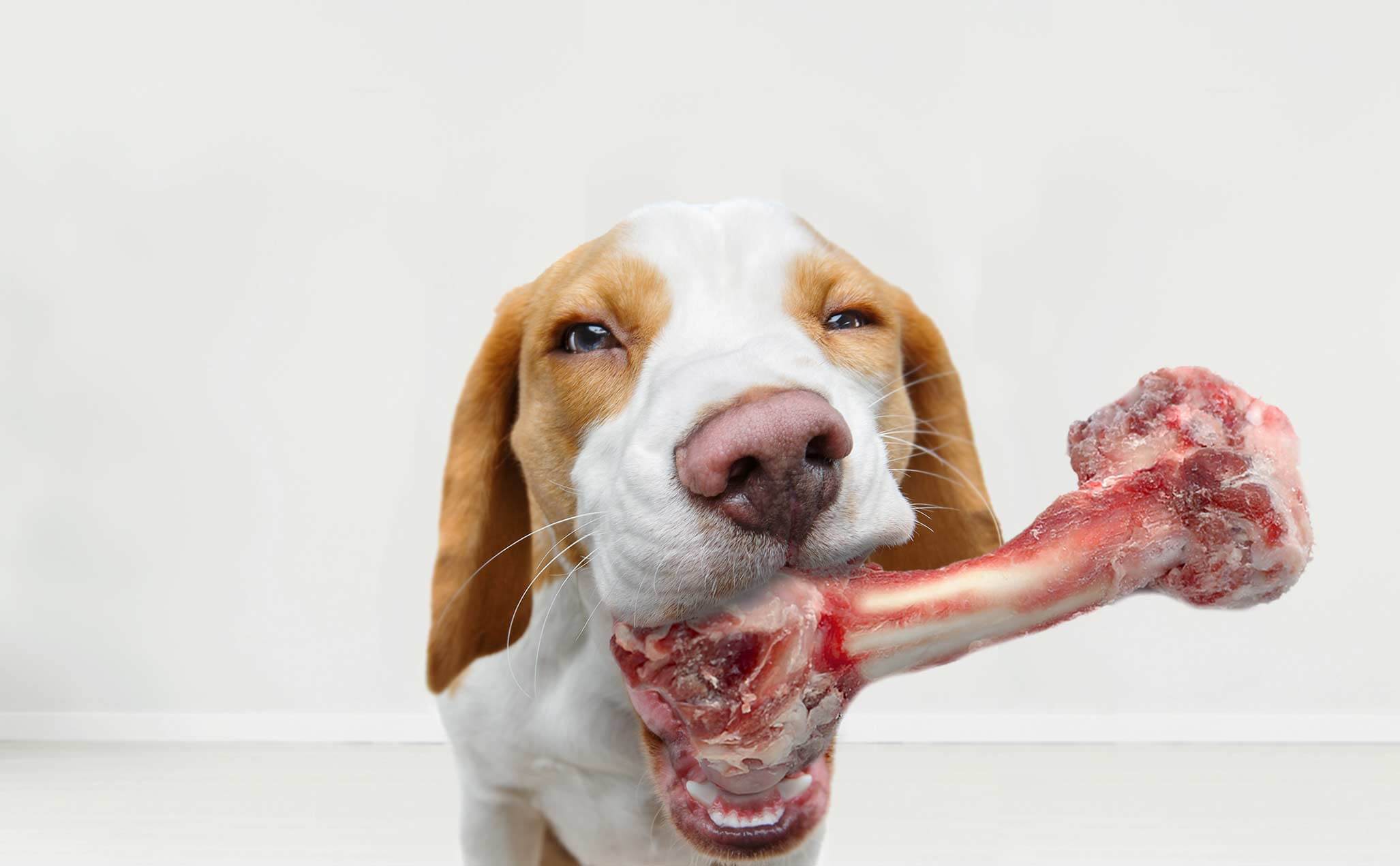 lamb femur bone