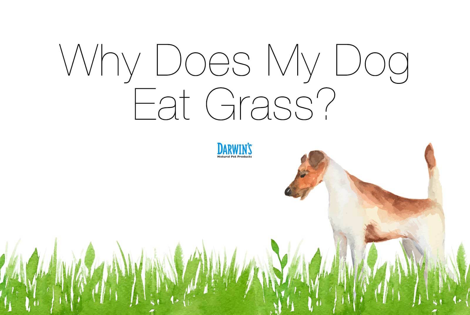 Why Does My Dog Eat Grass?