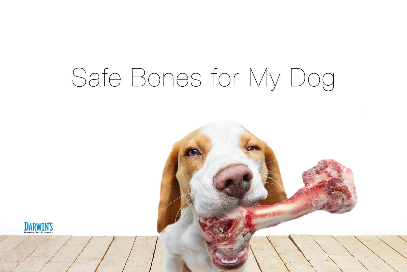 Safe Bones for Dogs