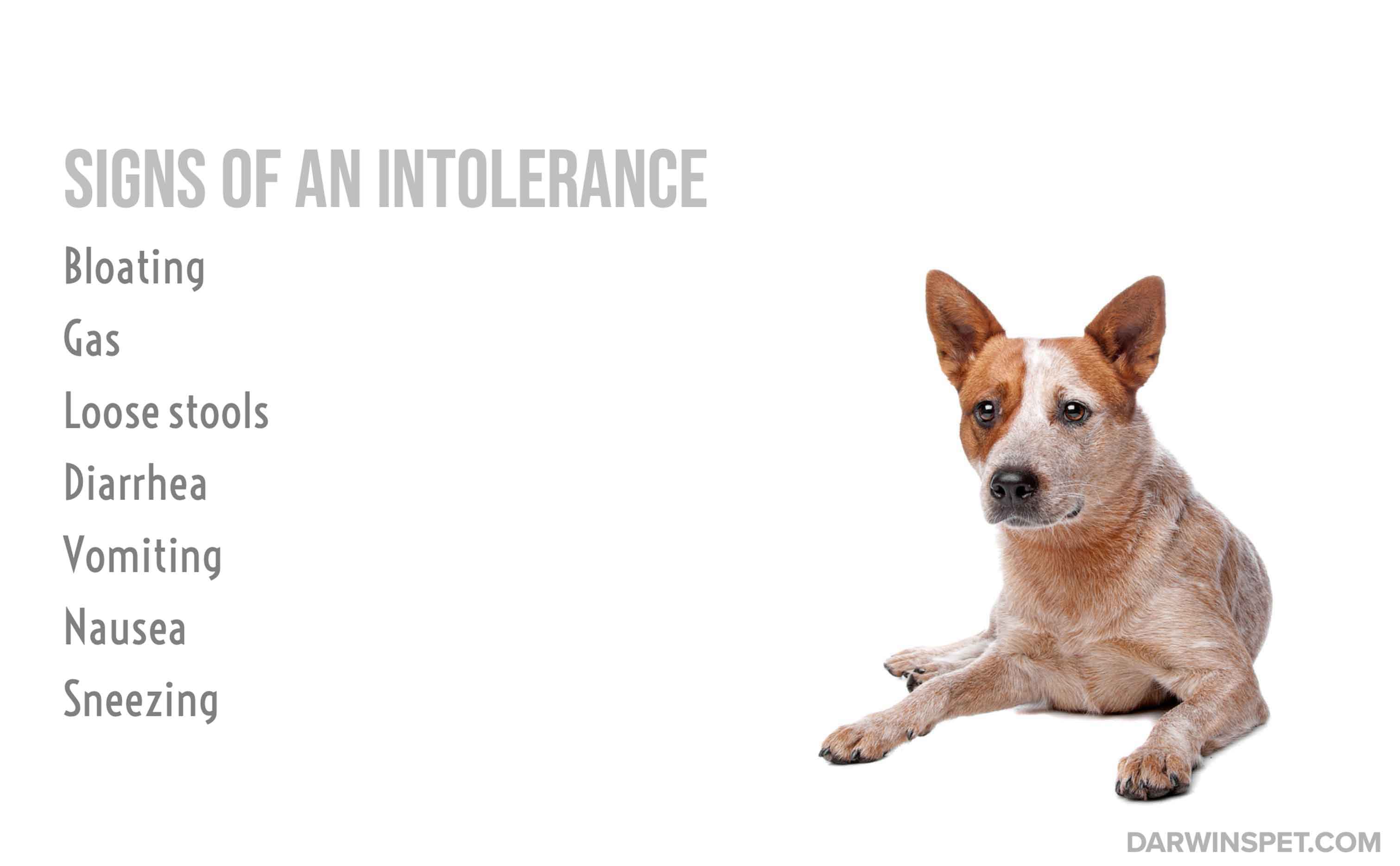 pro plan lamb and rice dog food