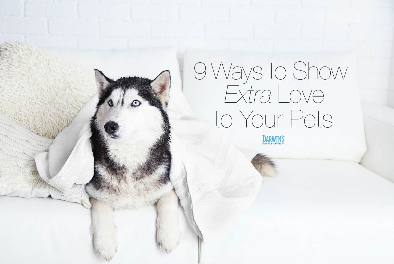 Fur the Love of Pets!