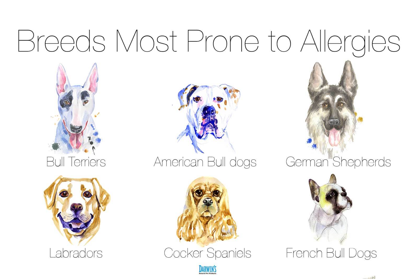 Dogs prone to Allergies