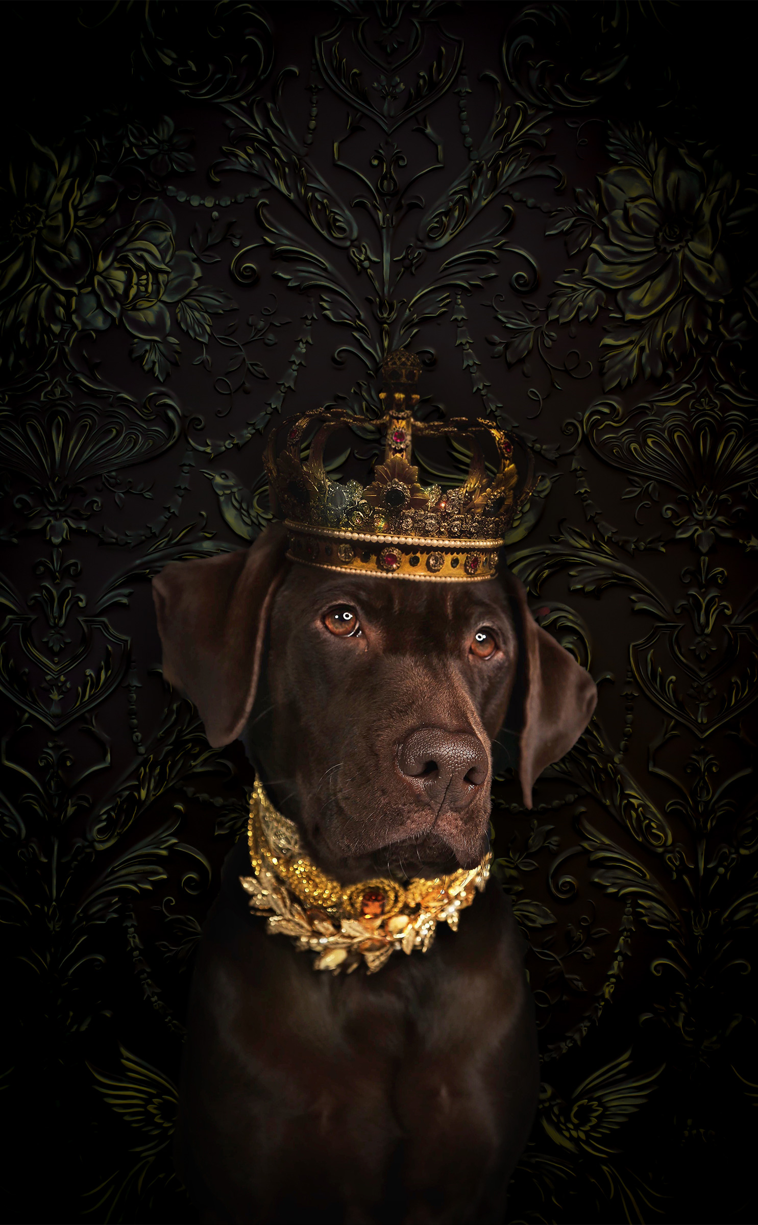 chocolate lab darwins duchess