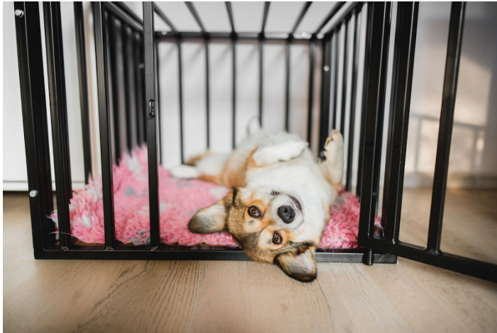 Puppies Love This Crate-Training Tool That Keeps Their Attention