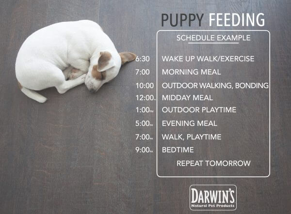 Puppy Feeding Chart