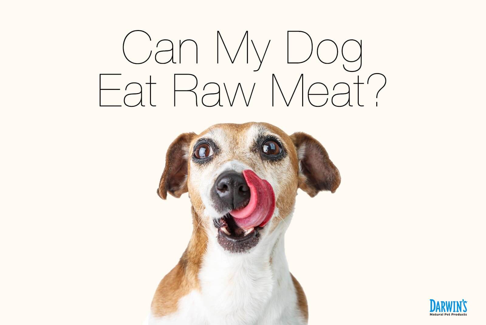 Can My Dog Eat Raw Meat?(part 2)