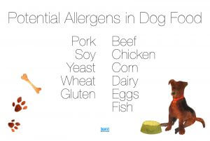 What-to-avoid-for-dog-food-allergies