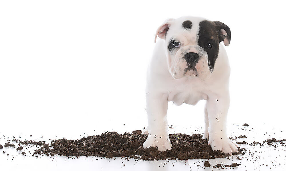 Fresh Food and Good Dirt During Early Growth