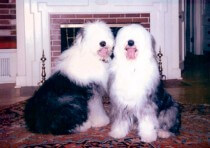 Two sheep dogs changing to a raw food diet