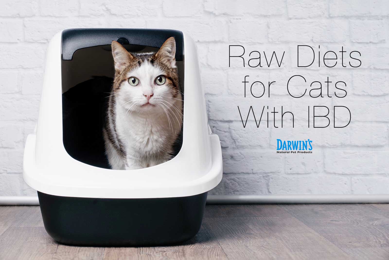 Raw Diets for Cats With IBD
