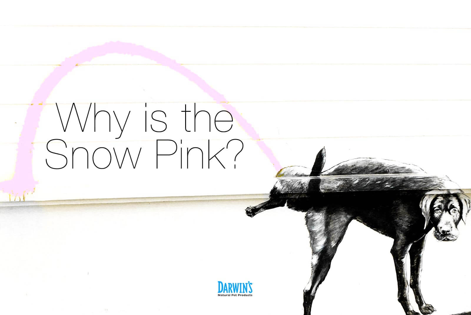 Why Is My Dog Peeing Pink? – Ask Darwin’s