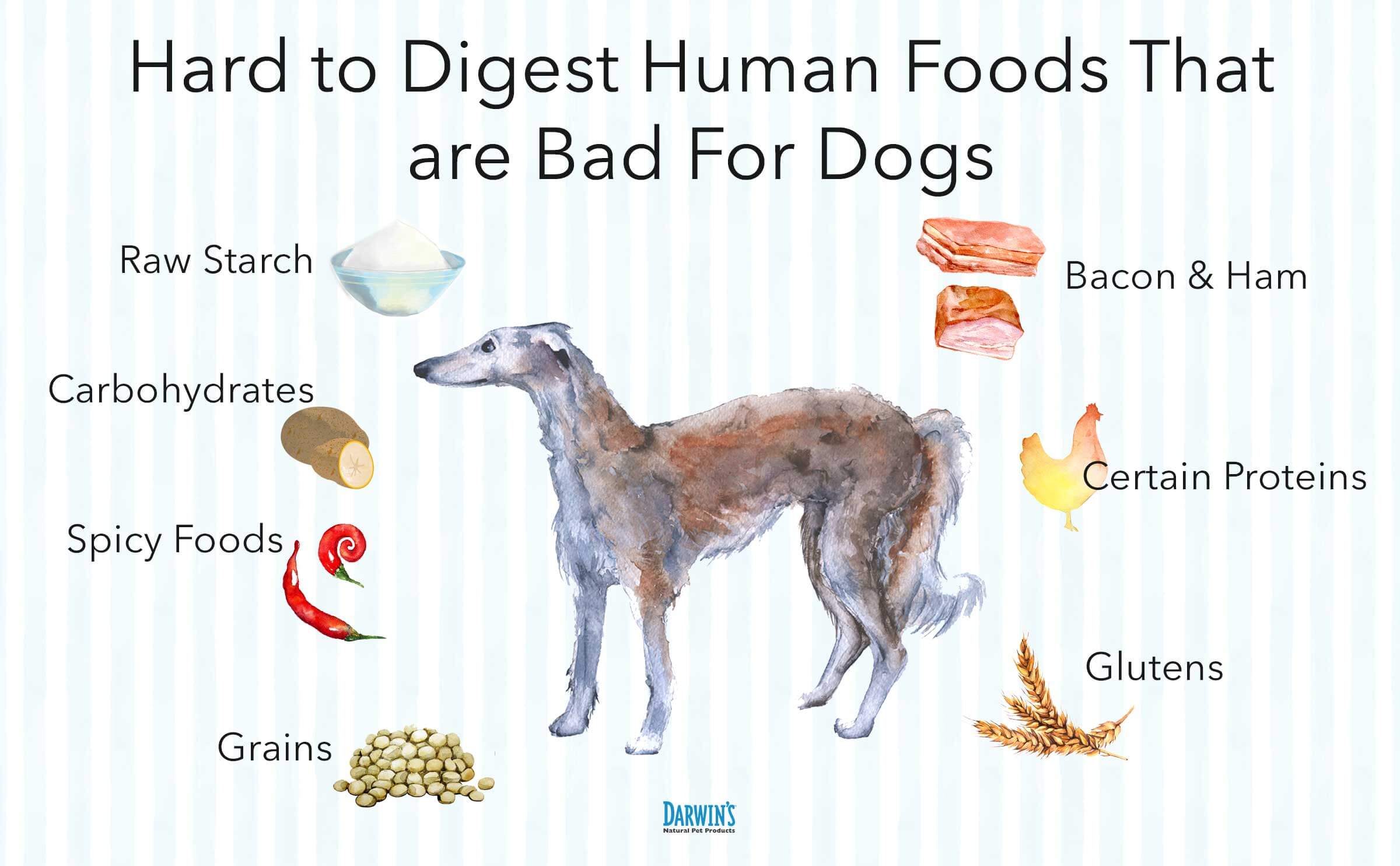 human-foods-for-dogs