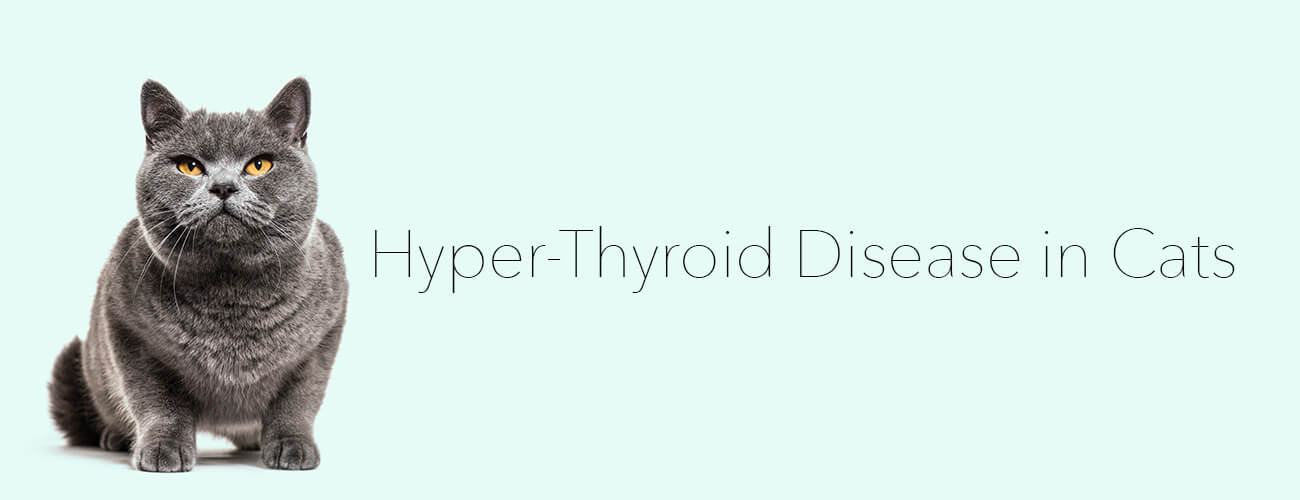 Hyper-Thyroid Disease in Cats