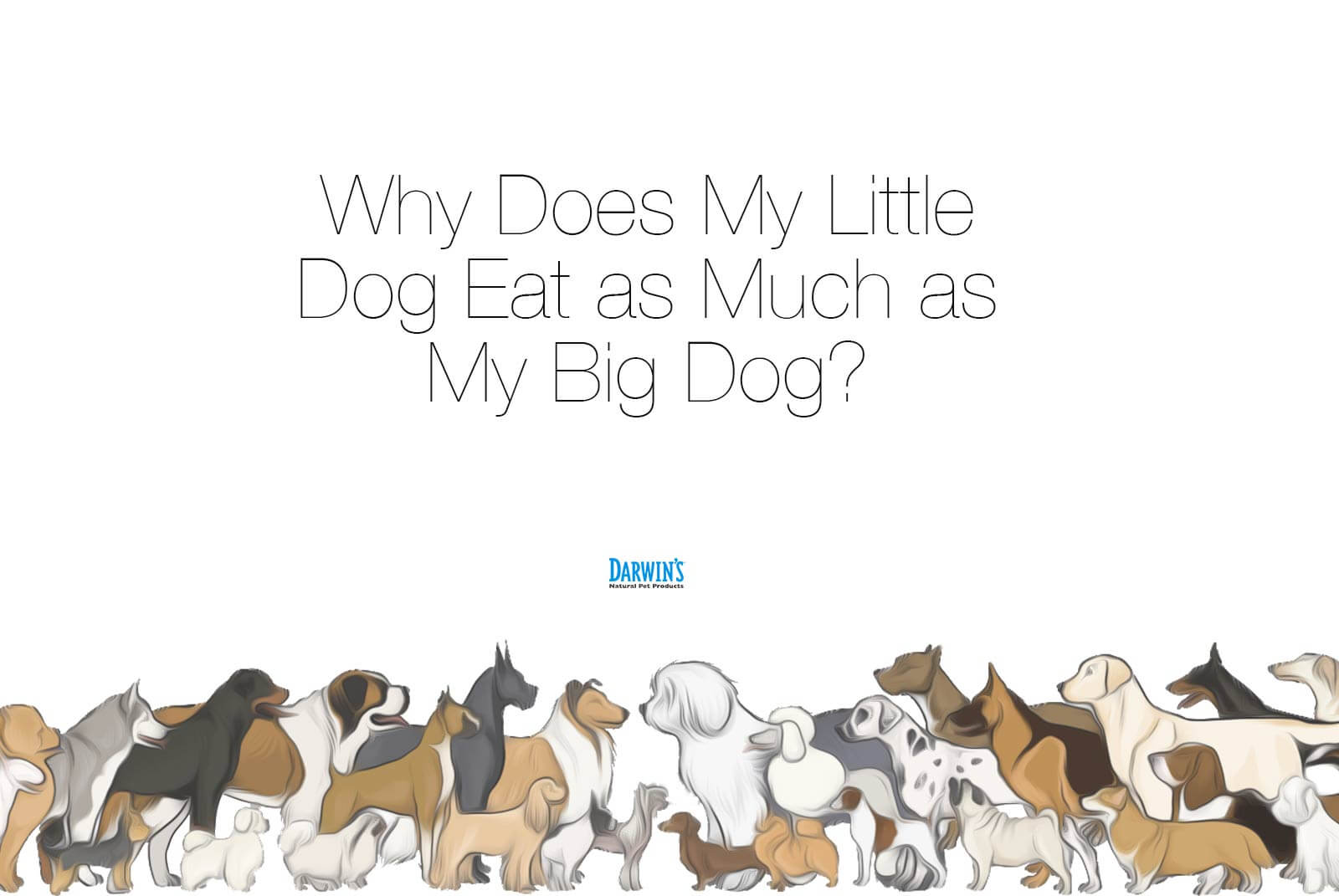 How Much Should My Dog’s Eat?