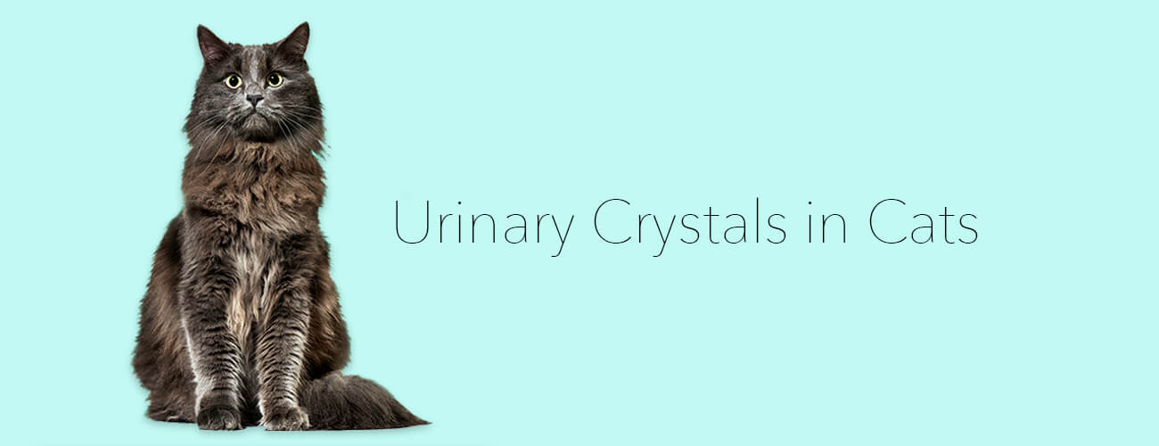 Urinary Crystals in Cats