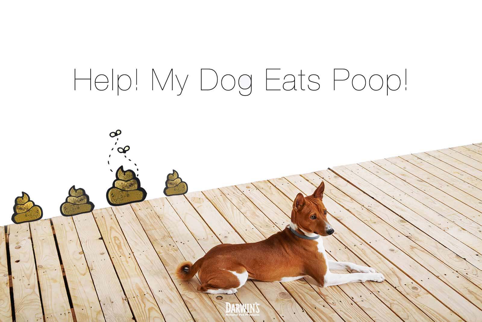 Coprophagia: Will A Raw Diet Cure My Dog’s Poop Eating Habit?