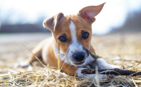 Building a Healthy Microbiome in Your New Puppy