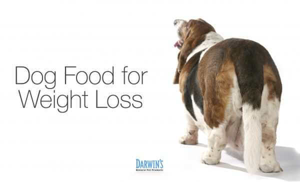 Weight Loss and Dog Food