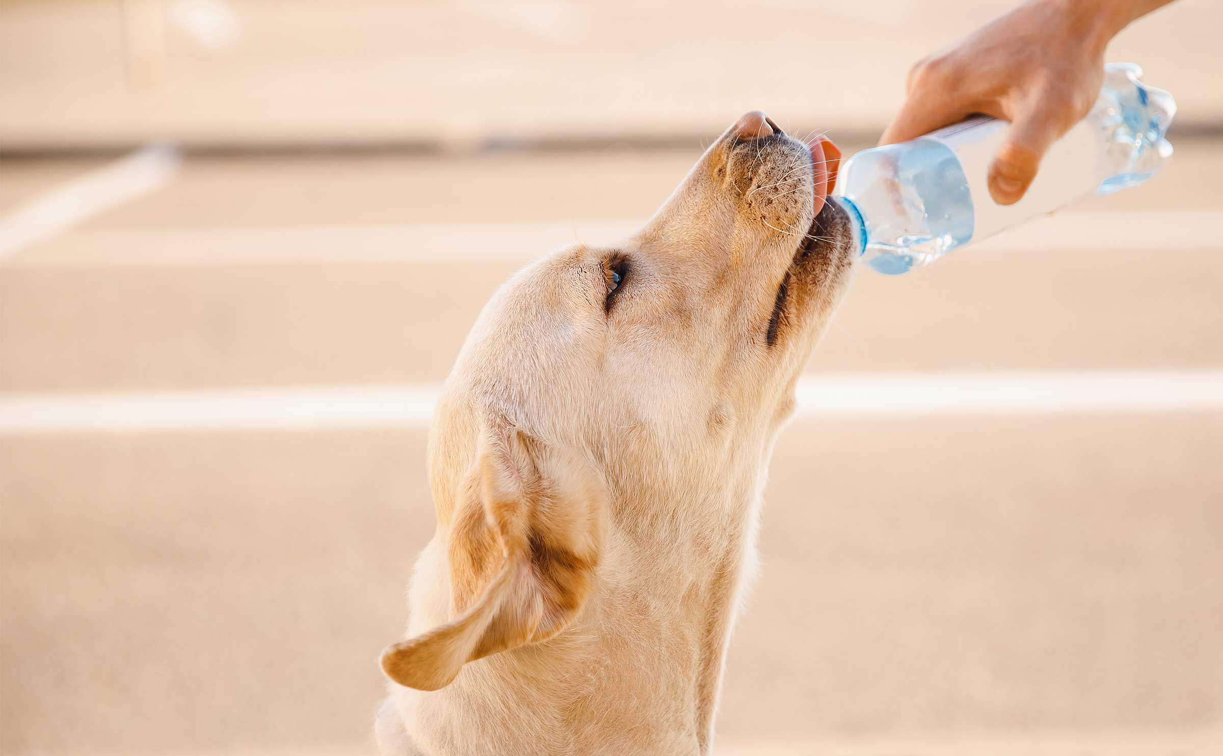 hydrate-dogs-in-summer