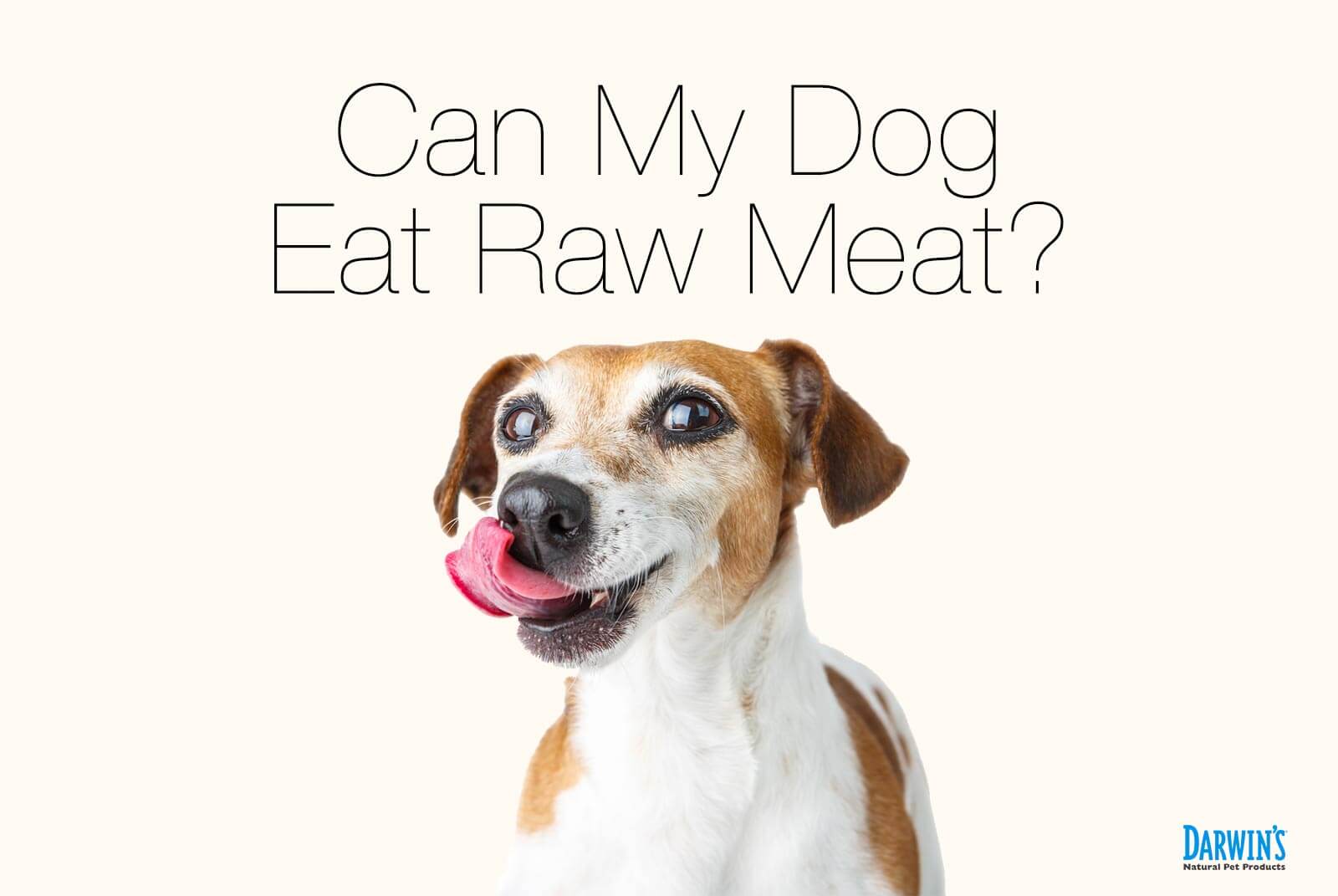 Can My Dog Eat Raw Meat?(part 3)