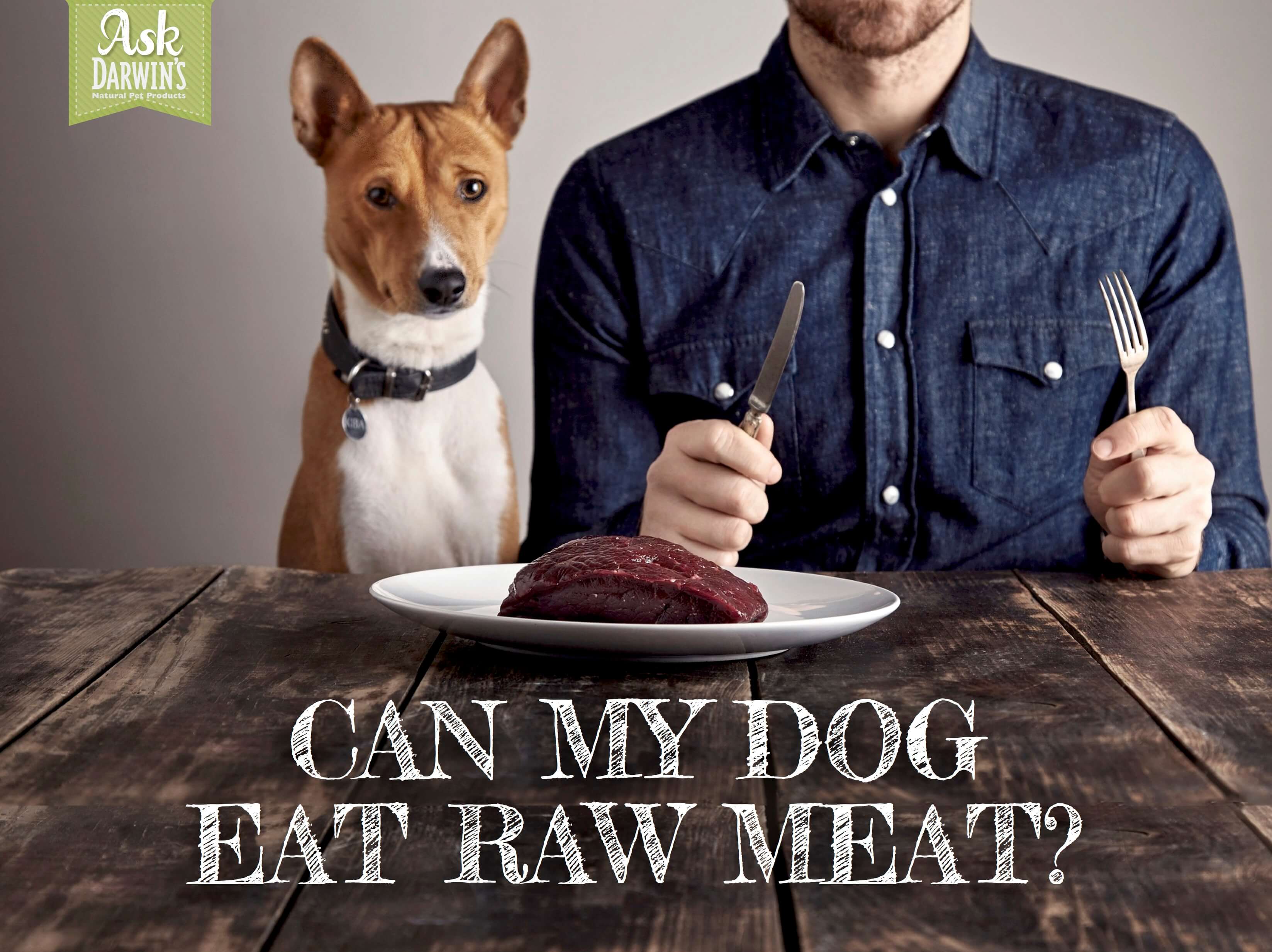 Can My Dog Eat Raw Meat?(part 1)