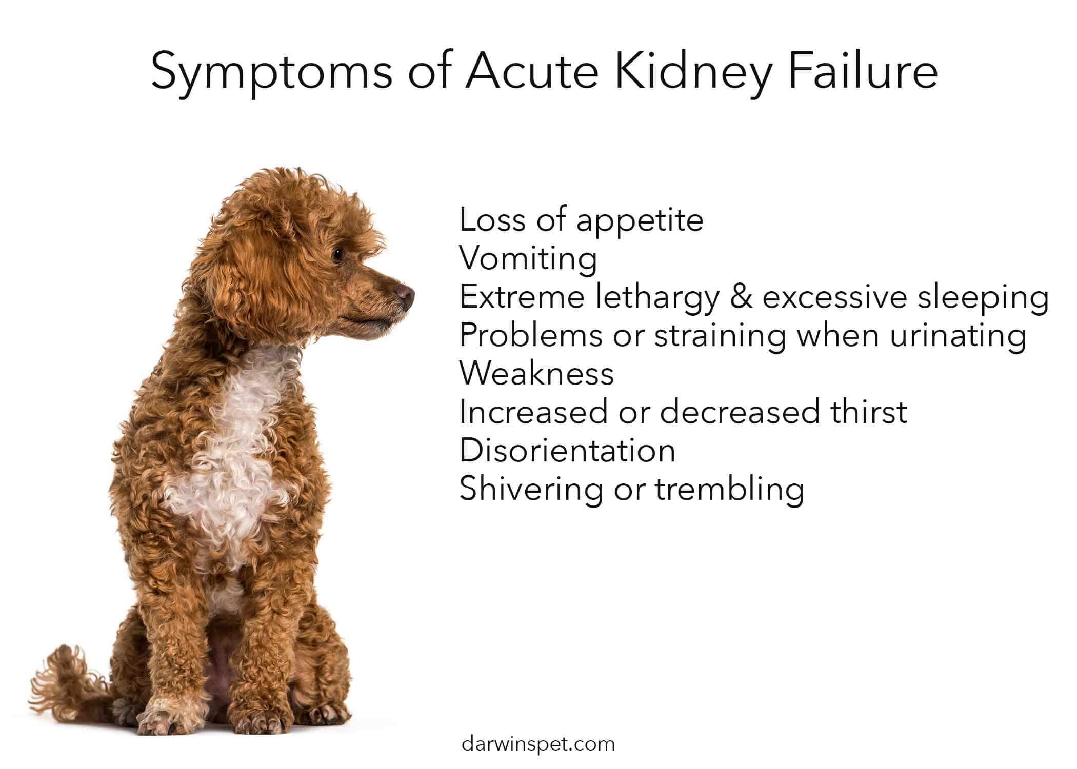 kidney health diet for dogs