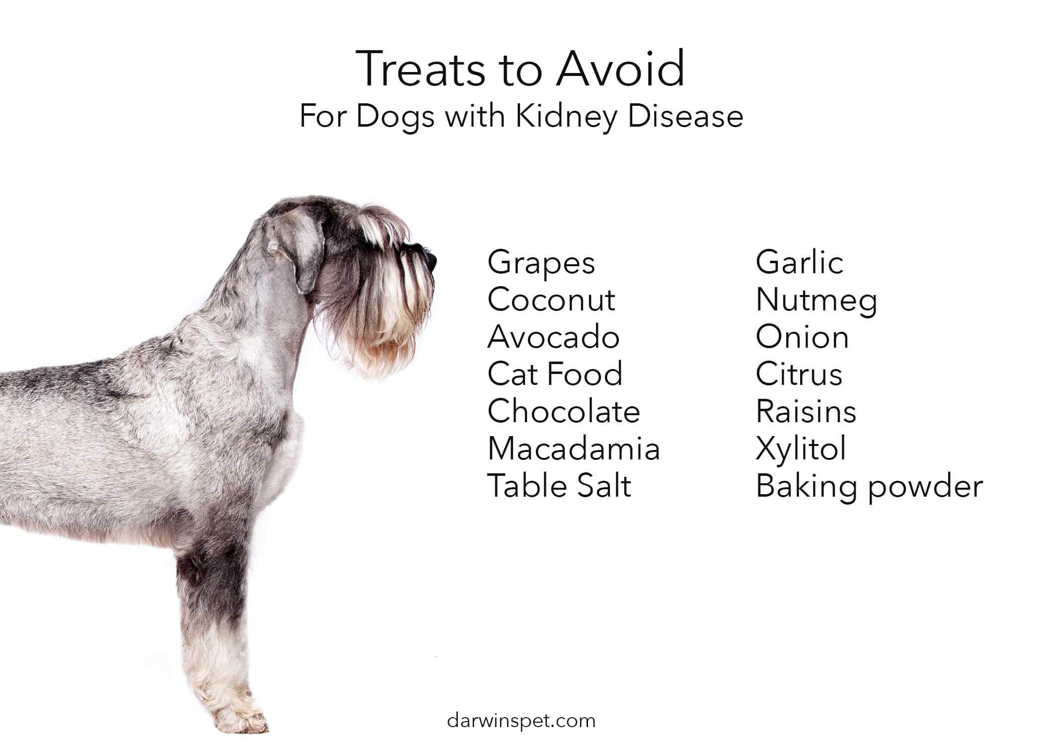 Dog Food for Kidney Disease: How to 