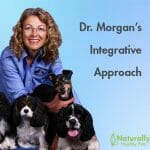 dr judy morgan dvm holistic vet