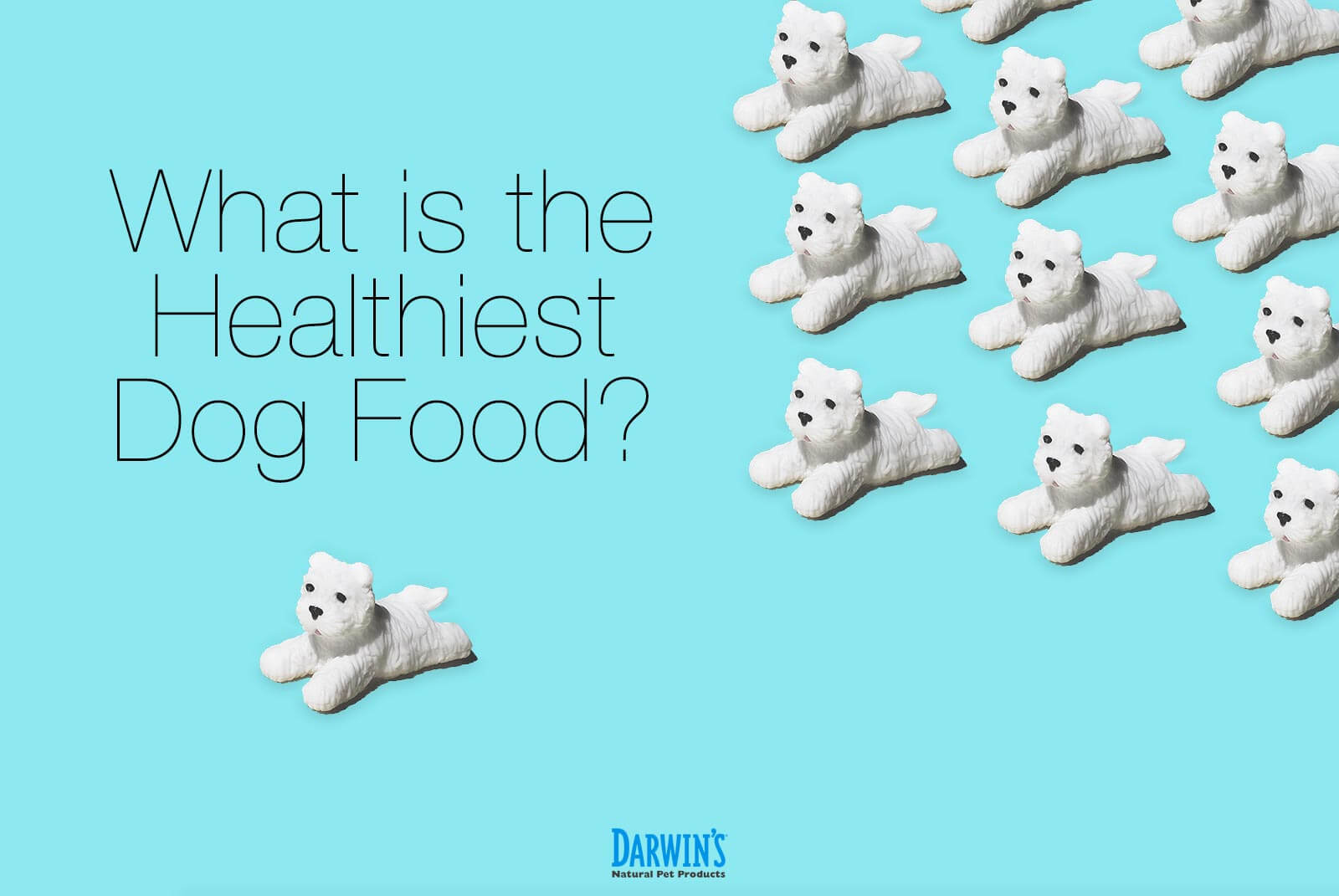 Choosing the Healthiest Dog Food for Your Dog