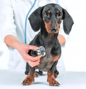 Finding a Veterinarian