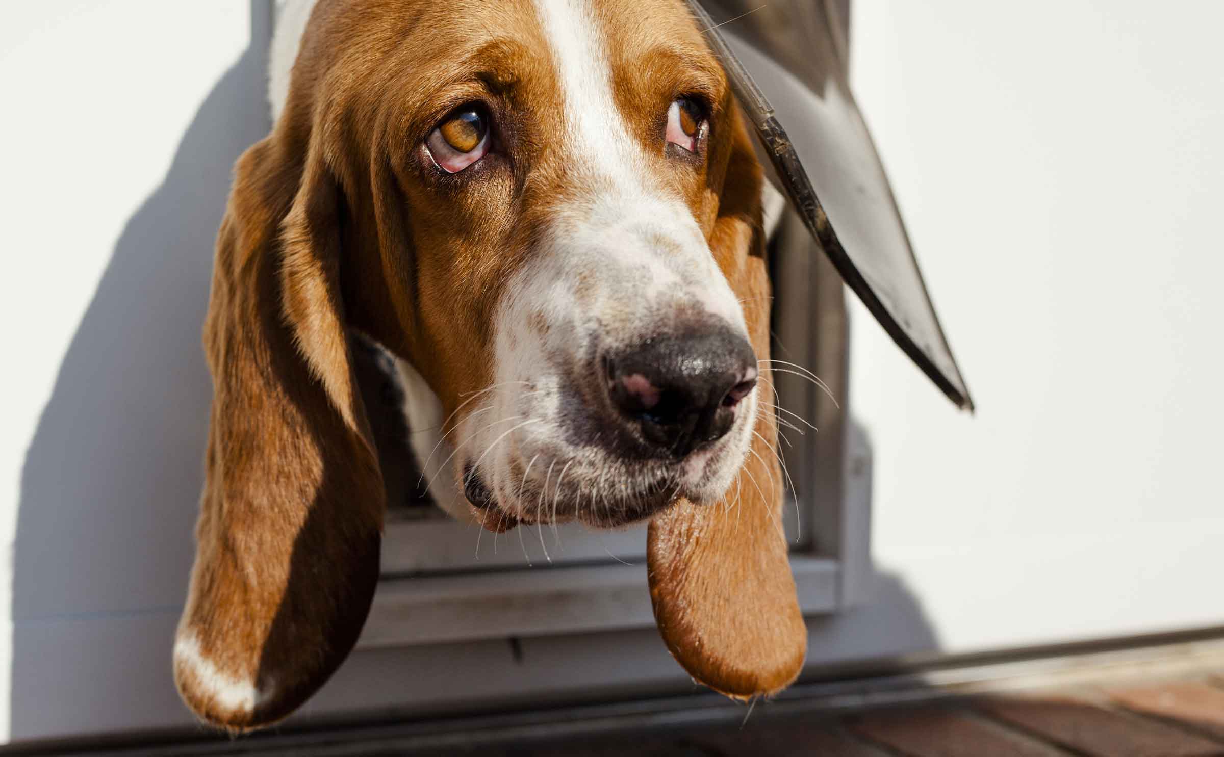 Quick All-Natural, Non-Toxic Doggy Door Cleaner DIY