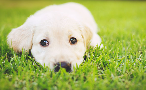 Labrador puppy building microbiome