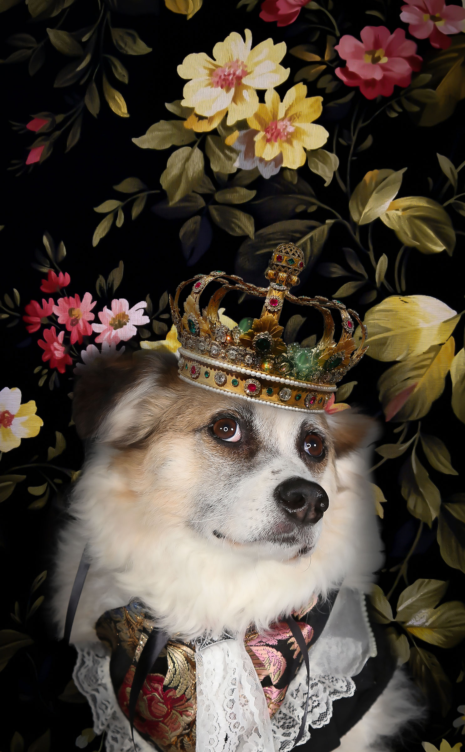 darwins dog corgi with crown