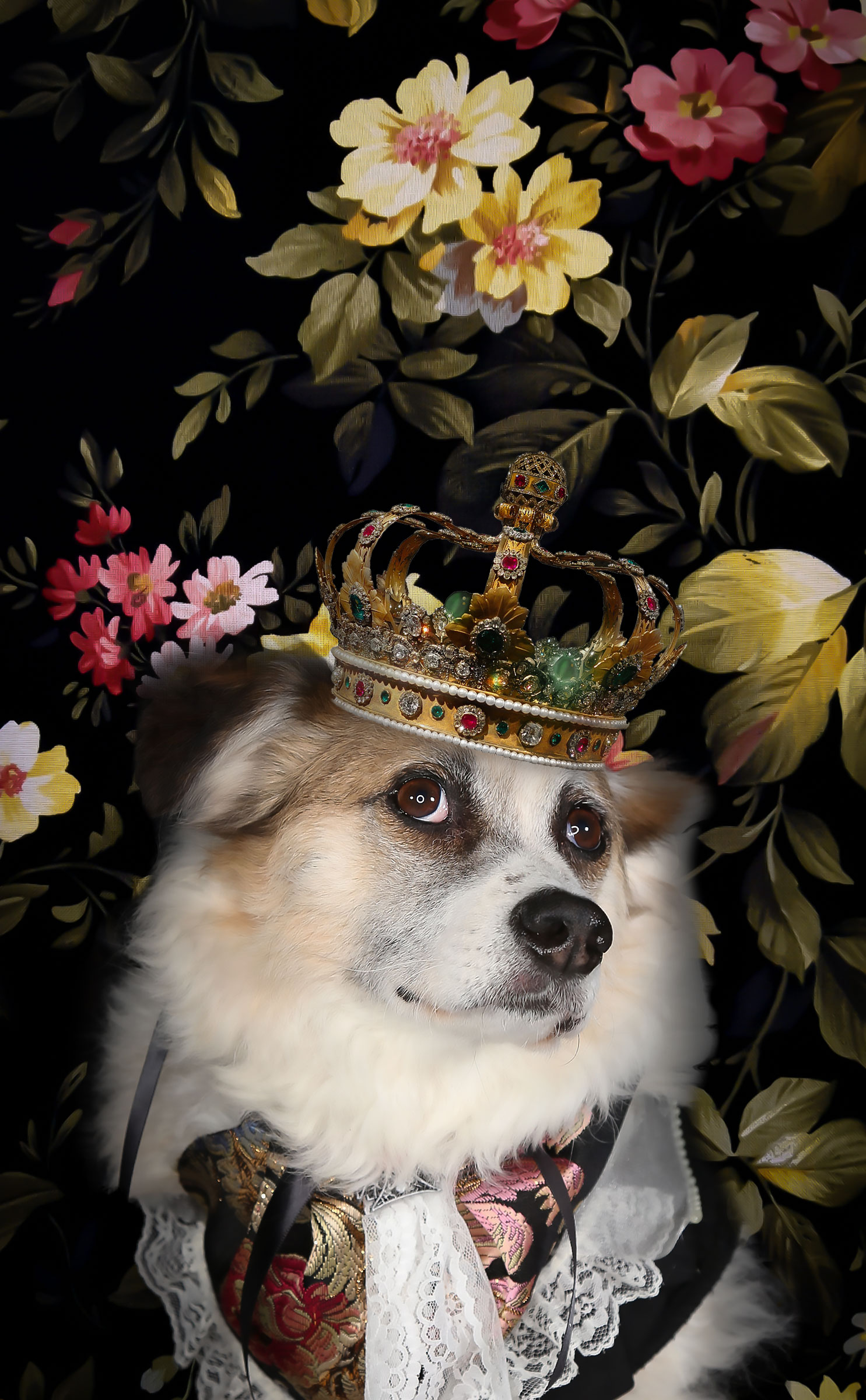 darwins dog corgi with crown