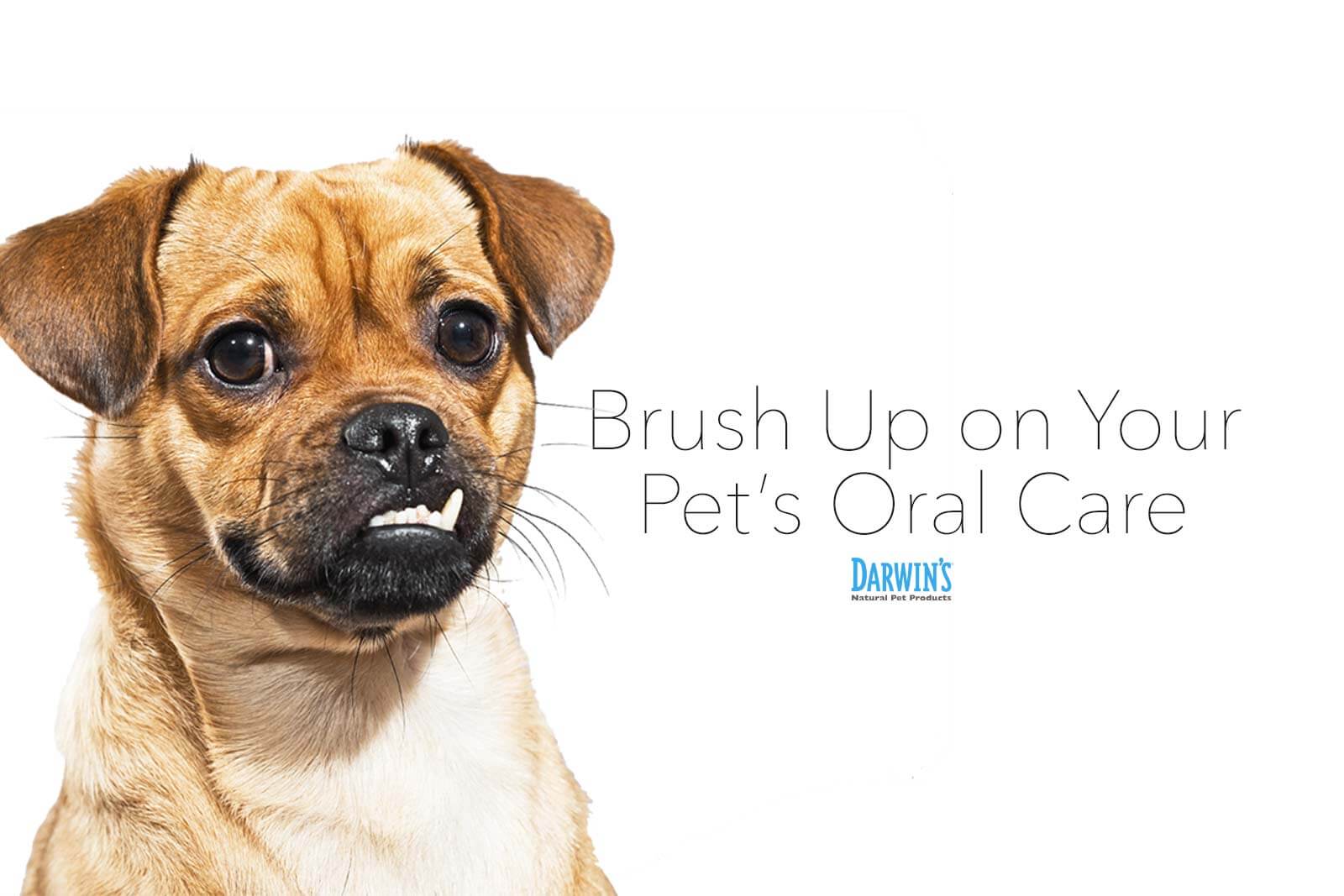 It’s Time To Brush Up On Your Pet’s Oral Care