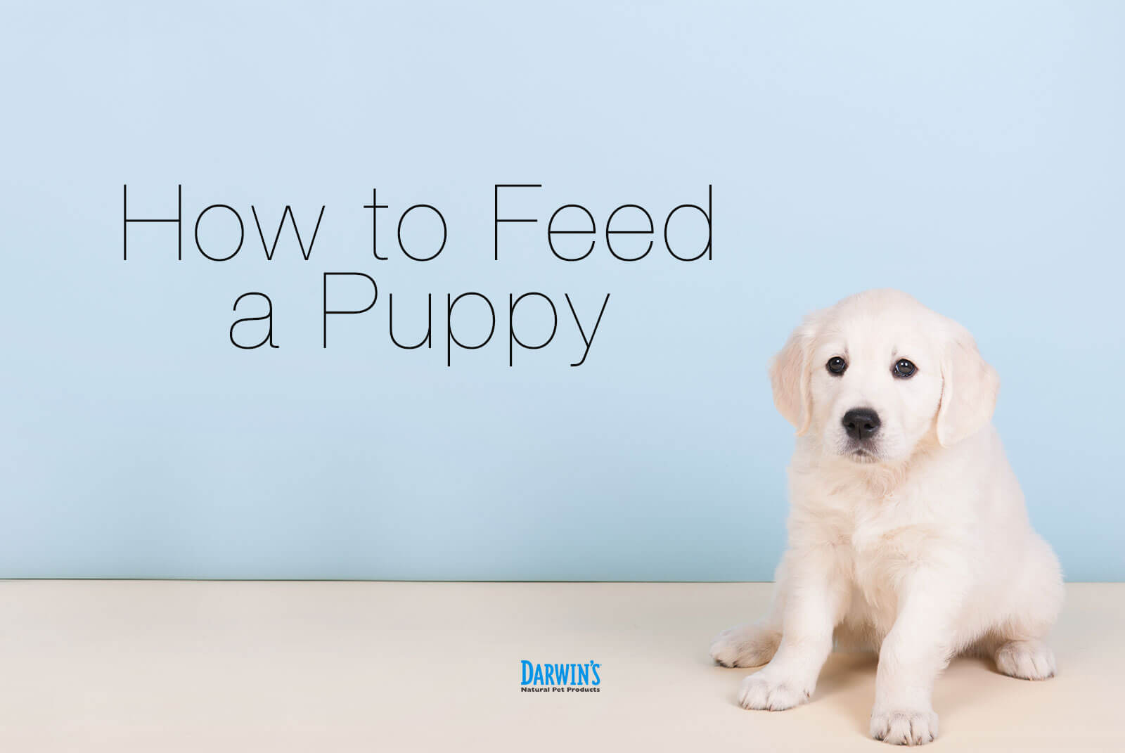 How to Feed A Puppy
