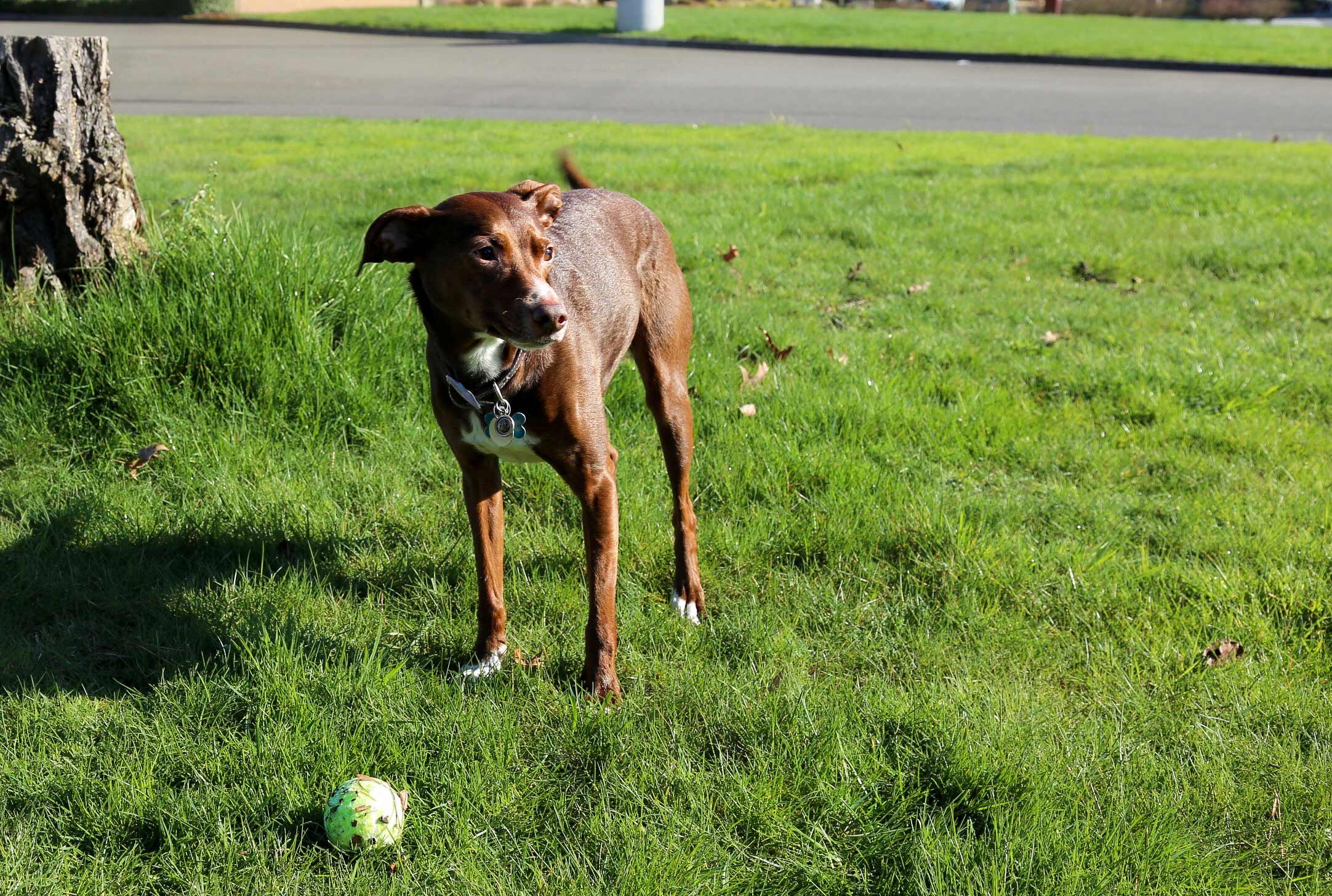 How Often Should You Walk Your Dog?