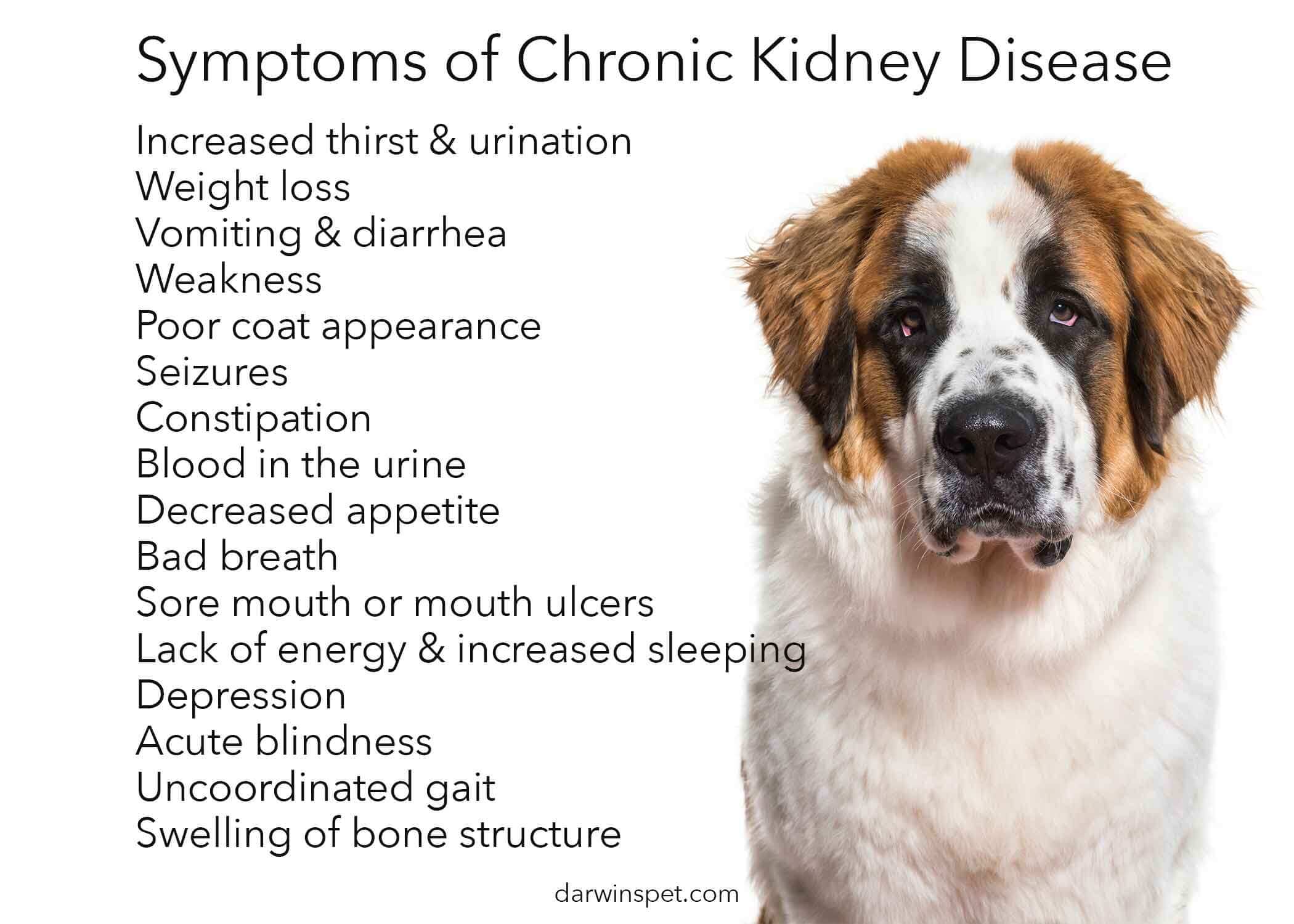 vegetables for dogs with kidney disease