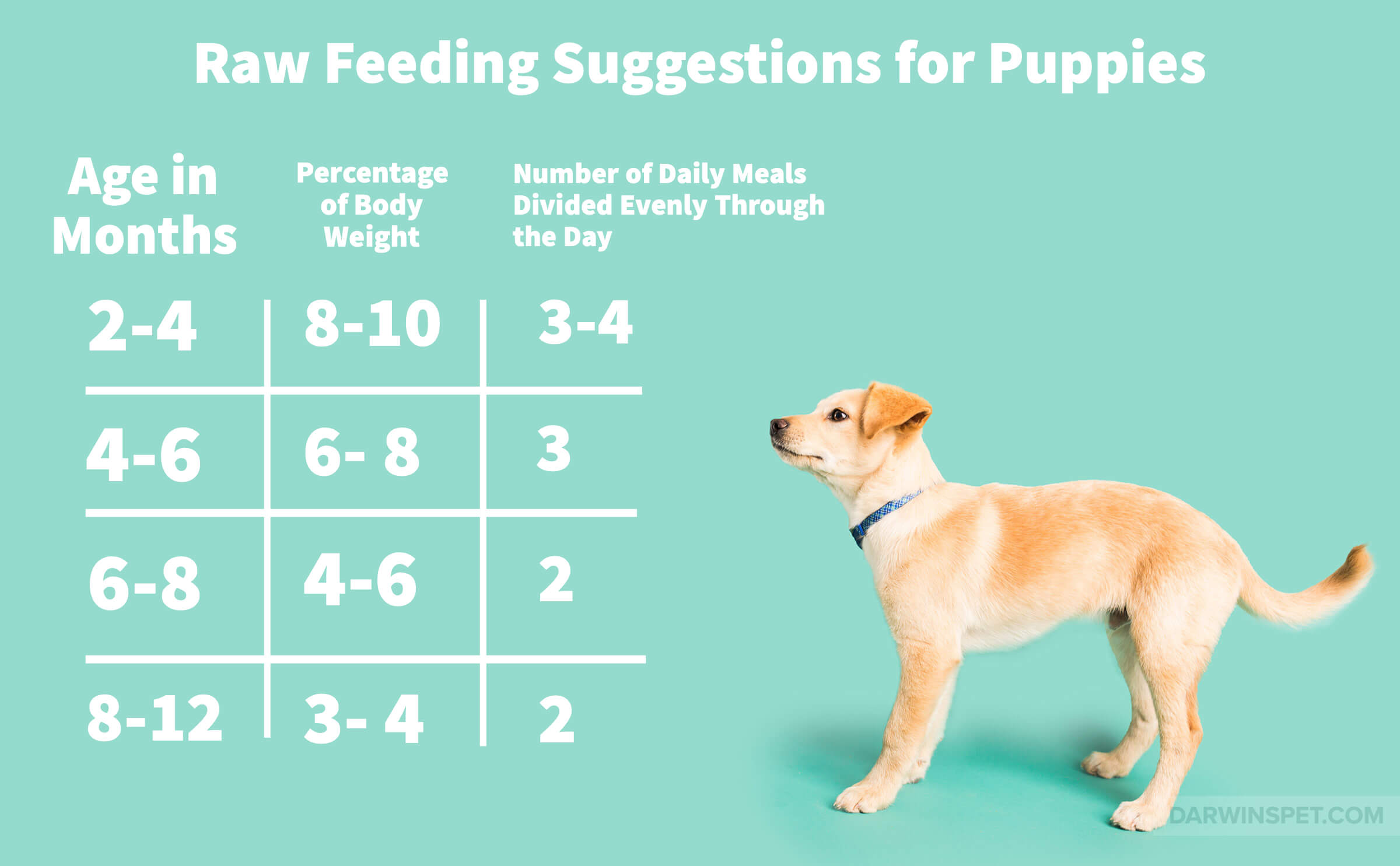what age can i feed my puppy raw food?