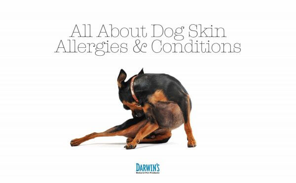 Dog Skin Allergies and Conditions