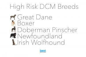 signs of dcm in dobermans