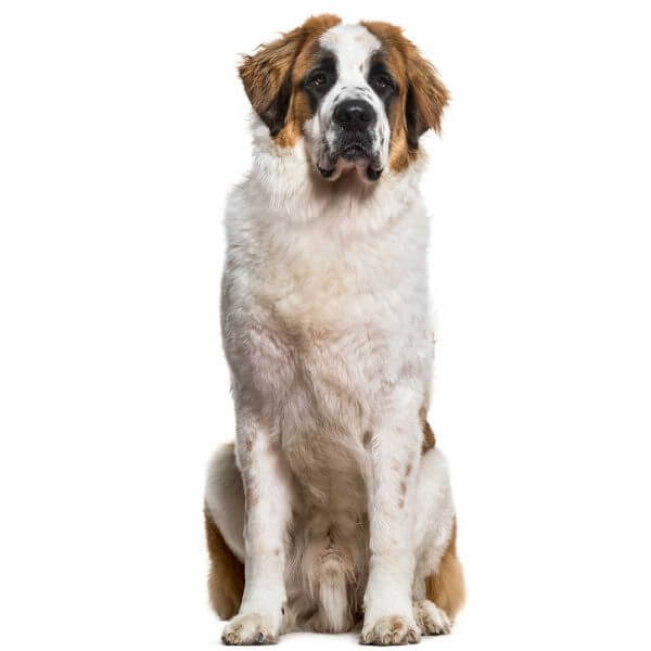 dmg for dogs with seizures dmg for dogs with seizures