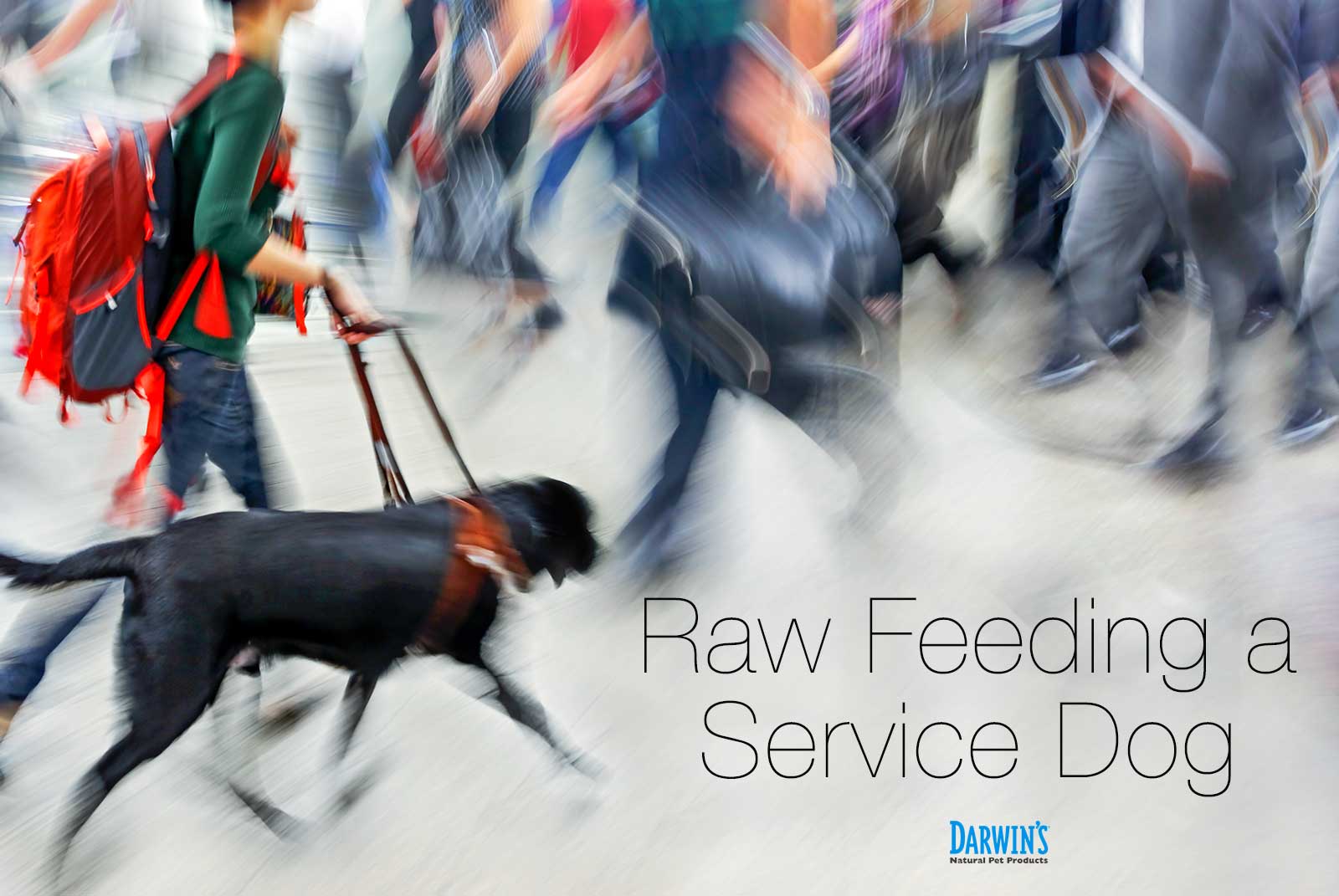 Raw Feeding a Service Dog