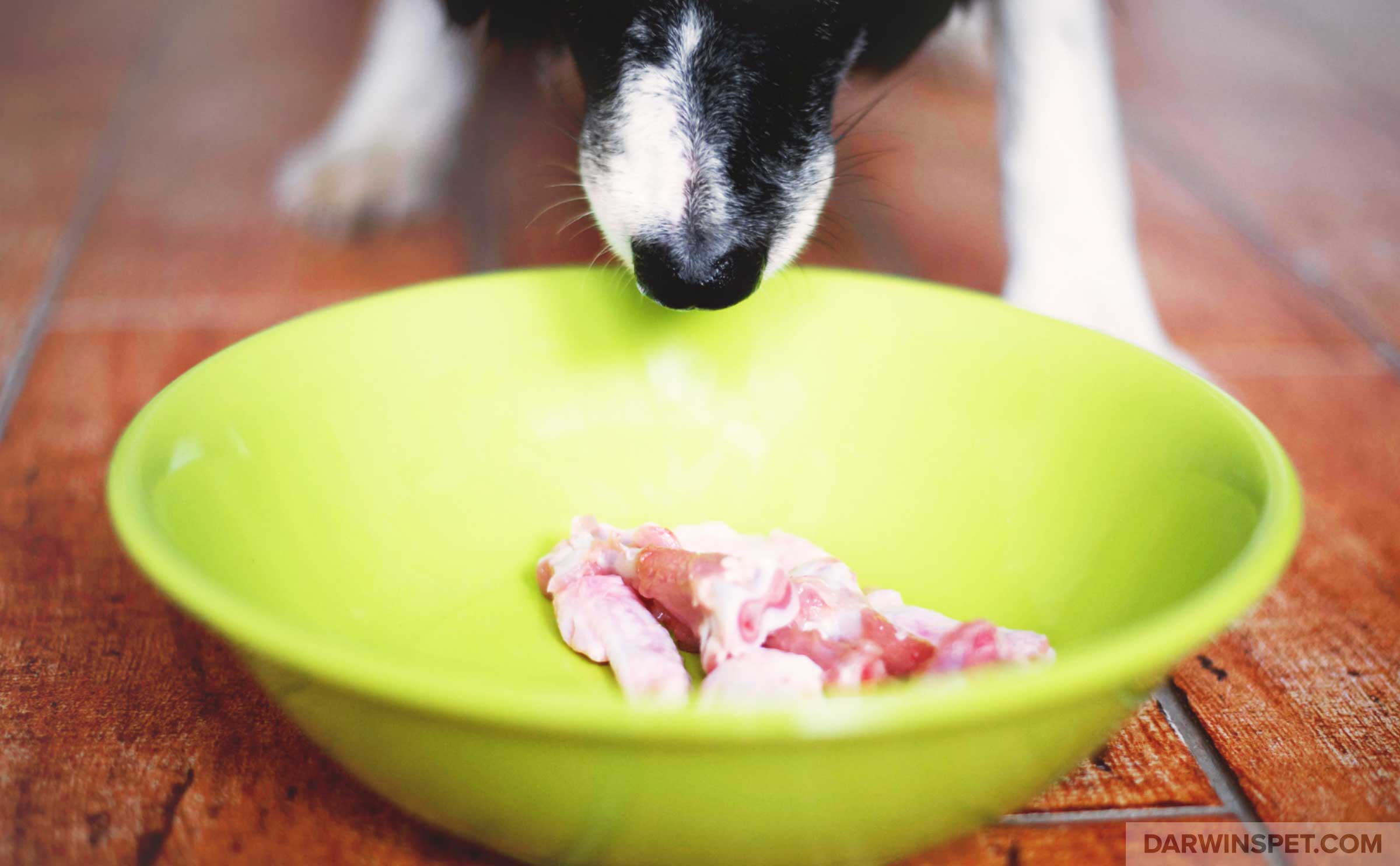 barf diet for small dogs