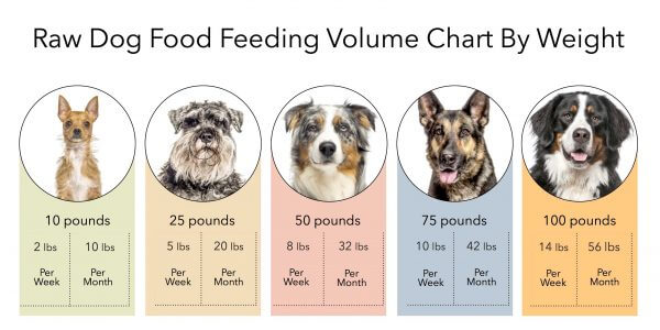 how much raw to feed puppy