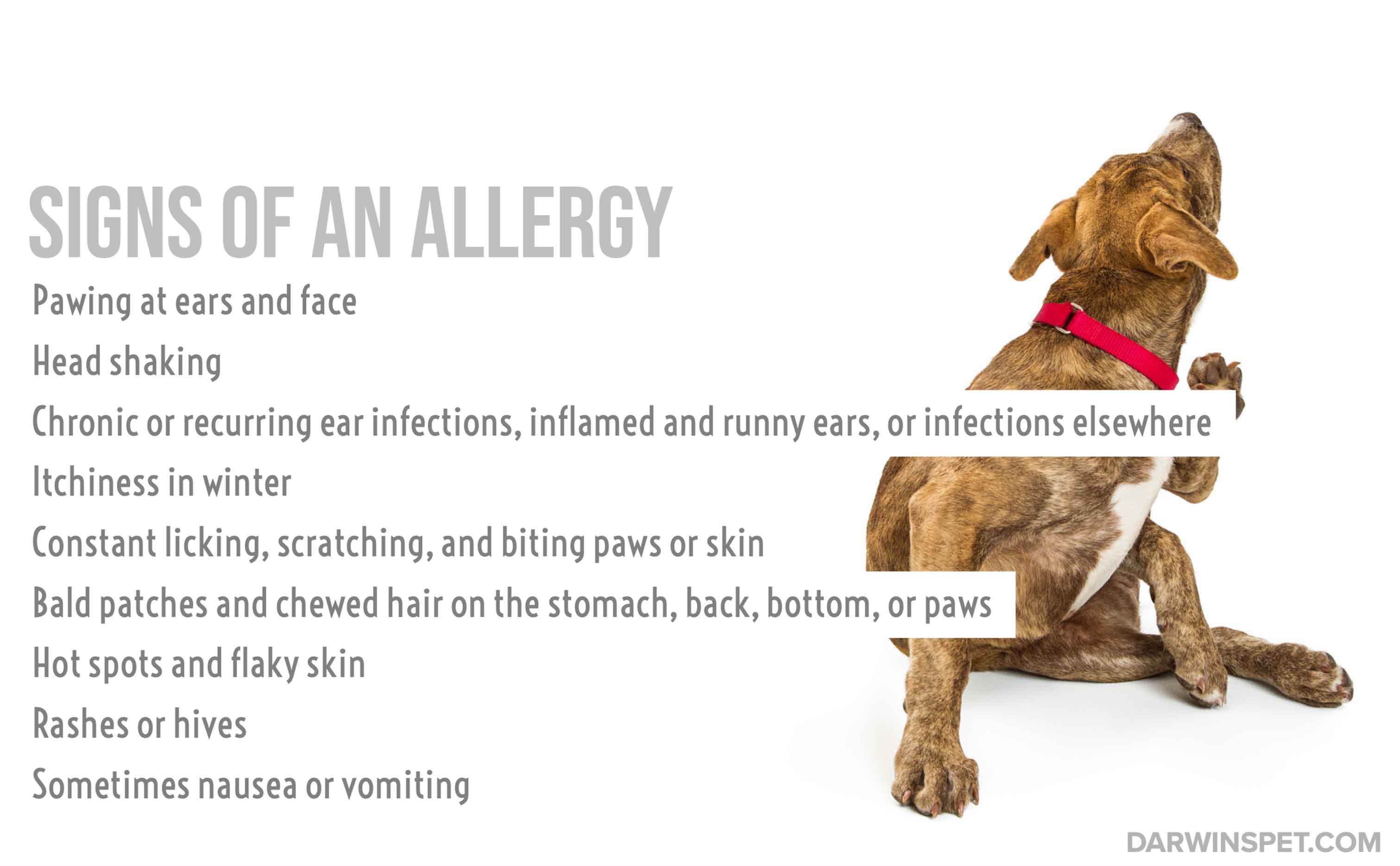 The Power of Limited Ingredient Dog Food for Allergies, Itchy Skin, and ...