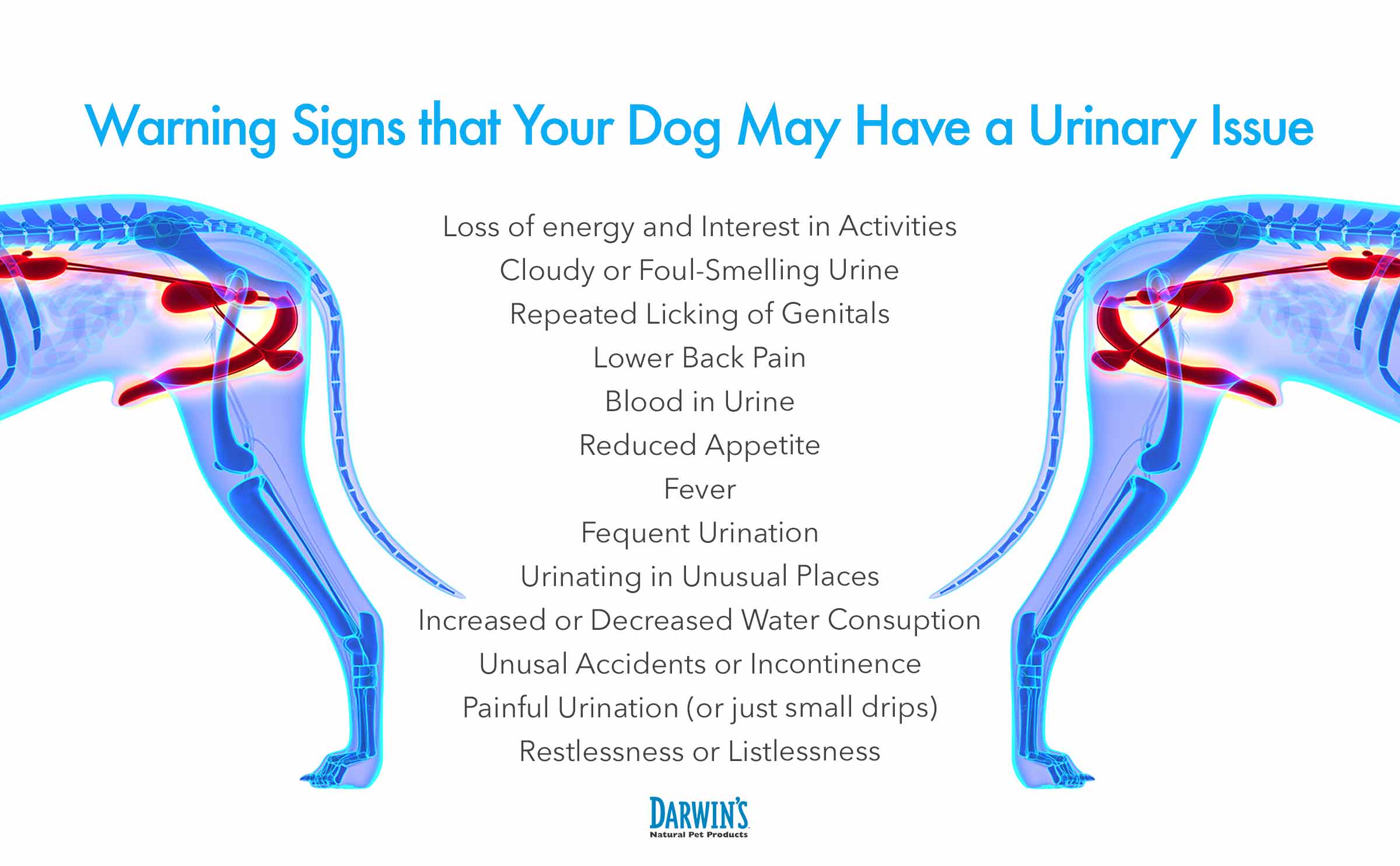 Canine Urinary Issues Syptoms List
